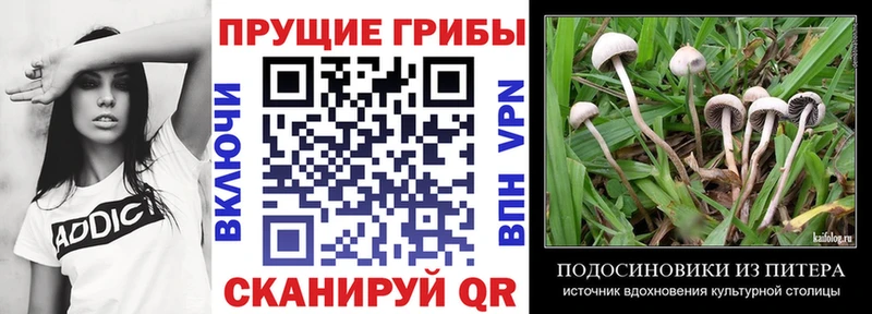 Псилоцибиновые грибы MAGIC MUSHROOMS  omg сайт  Дубовка 